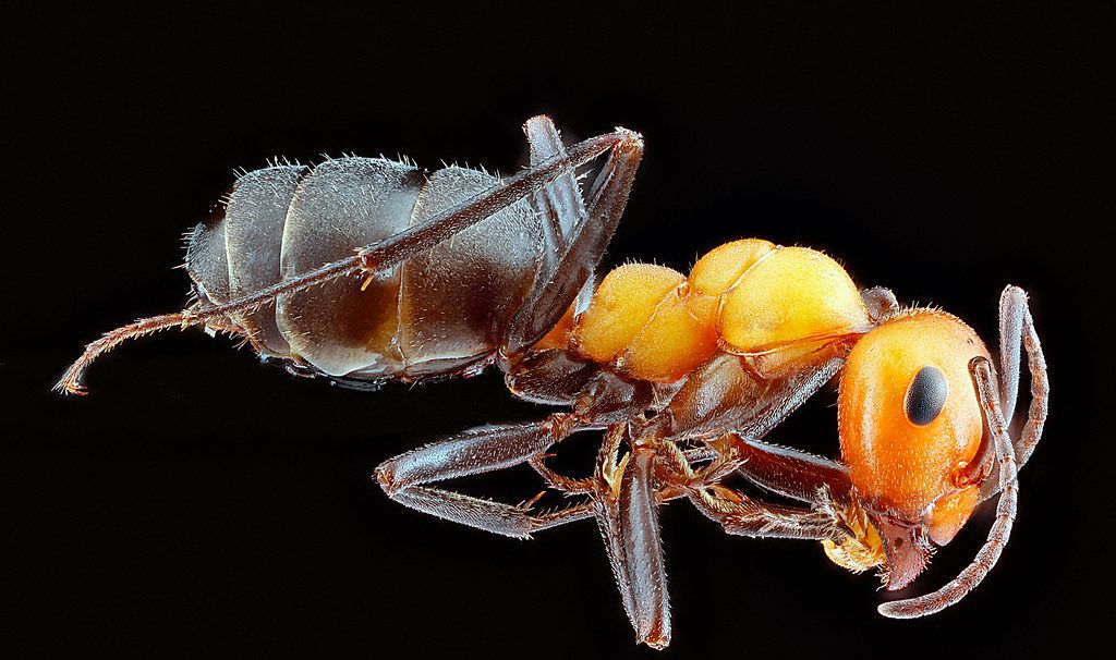 Ant Control service in Bloomington, MN