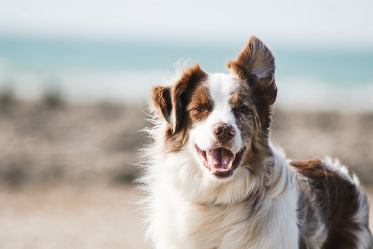 Flea & Tick Control service in Bloomington, MN