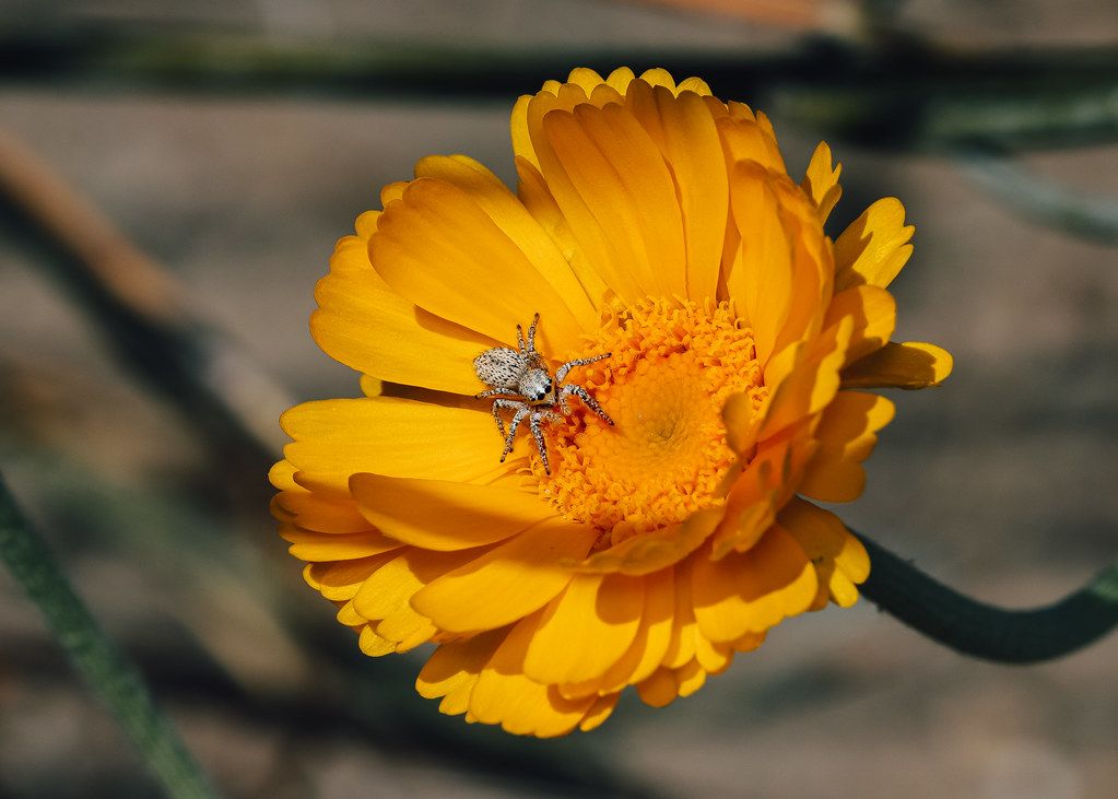 Spider Control service in Bloomington, MN